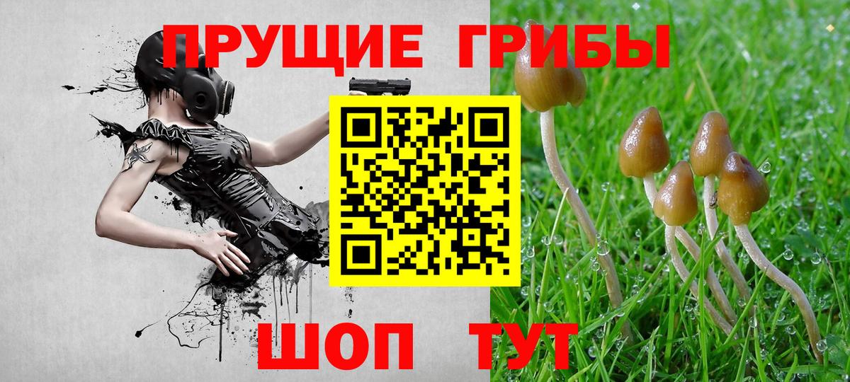 Псилоцибиновые грибы мицелий Саранск